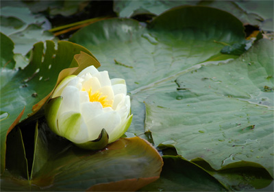 [Lotus.jpg]
