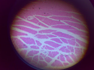 ERU Leaders I your choice in ERU