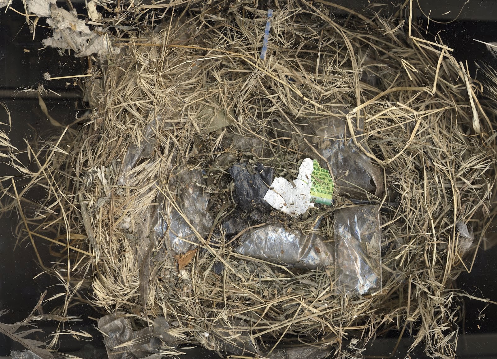 [nest2.jpg]