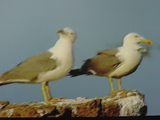 gaviotas en "L'Illa"