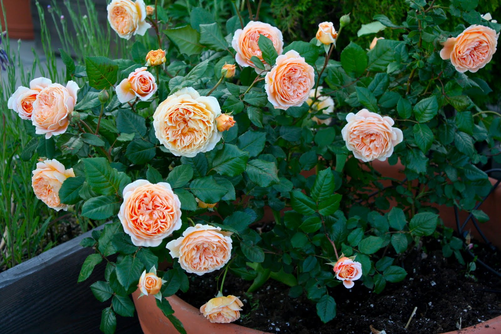 Garden Bytes from the Big Apple REAL ROSES