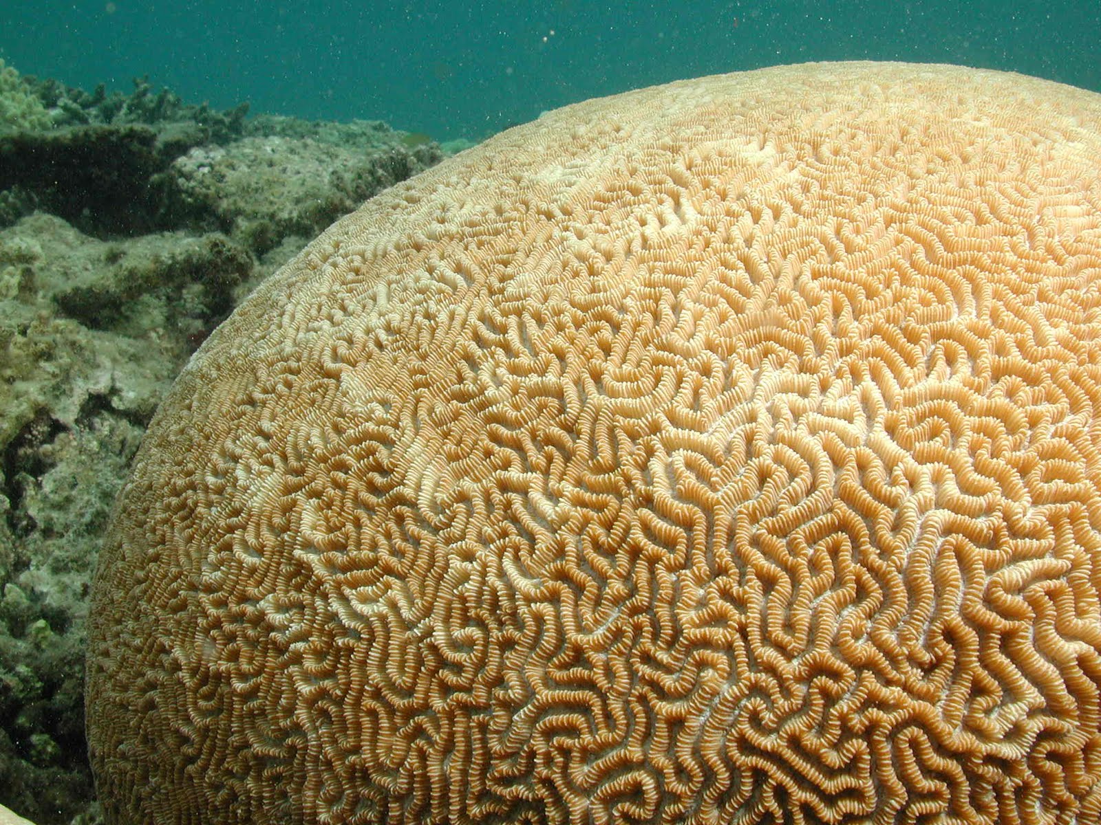 Australian Adventures Sea Life on the Great Barrier Reef