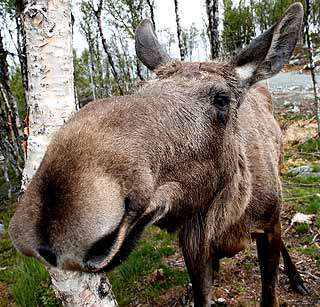 Norsk Elg