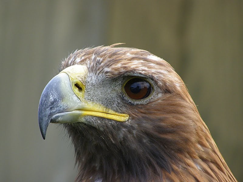 Wiggers World Young Golden Eagle