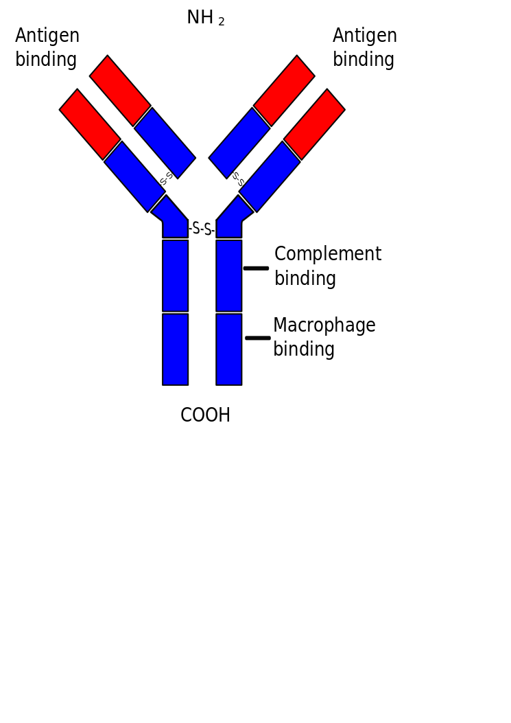 Basics of Biosensing BCells and antibodies