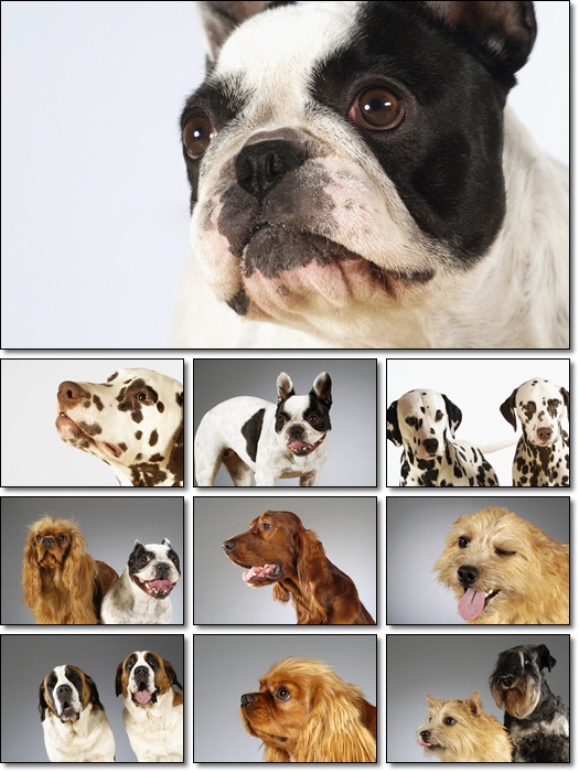 Cute Puppies Desktop Dogs Wallpapers Pack Size: 12,5 Mb