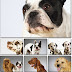 Cute Puppies Desktop Dogs Wallpapers Pack