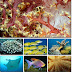 Under the Sea Wallpapers Pack