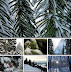 Winter Landscapes 1600x1200 Wallpapers Pack