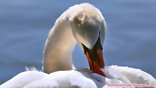 swan feathers and correcting