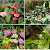 38 Tropical Flowers Garden Wallpapers