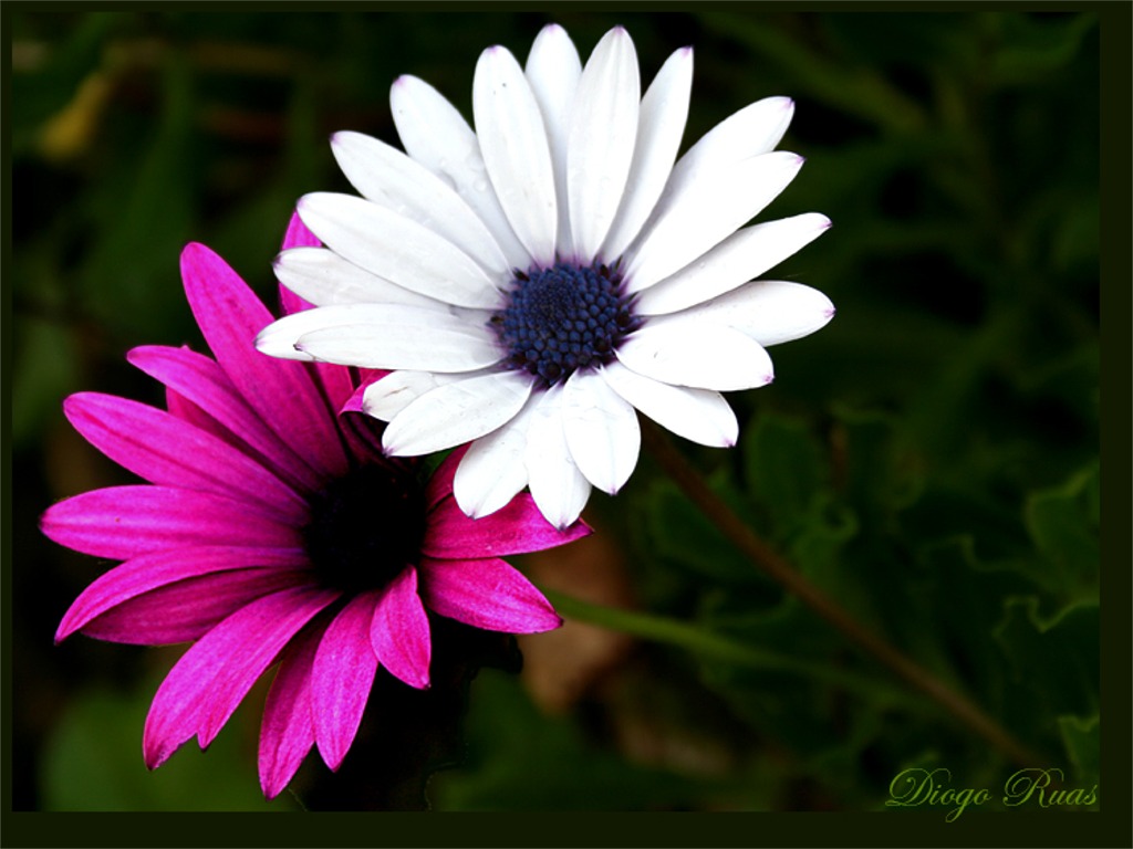 [flor.jpg]