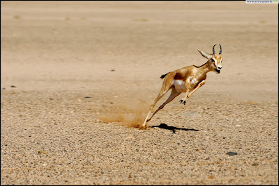 gazelle.jpg