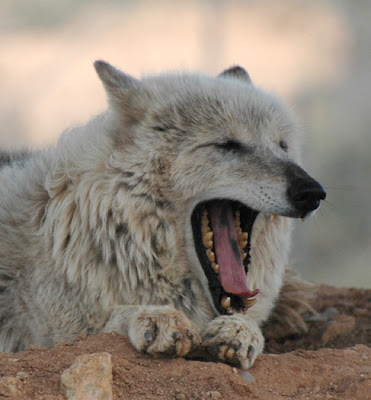 Wolf Showing Teeth