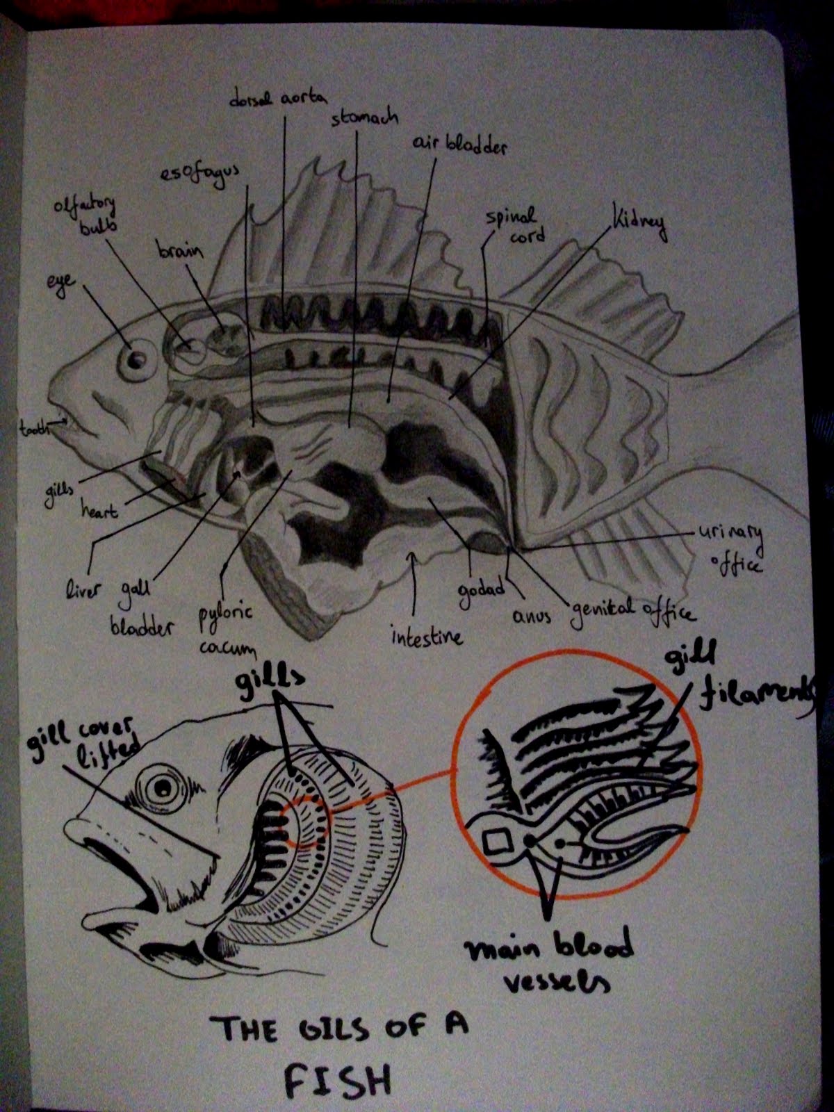 Andriana Laskari's Creative Corner - CG Arts and Animation: studying