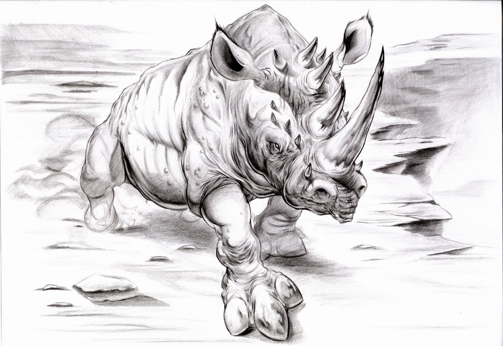 drawing rhino