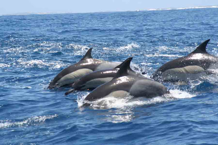 Common Dolphins