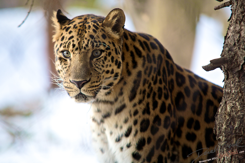 Derek Brad Photography Big Cats Philadelphia Zoo