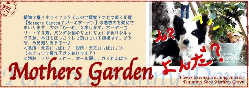 【Mothers Gardenマザーズガーデン】看板犬むーむの<br>「わんことおさんぽ¥０円！」