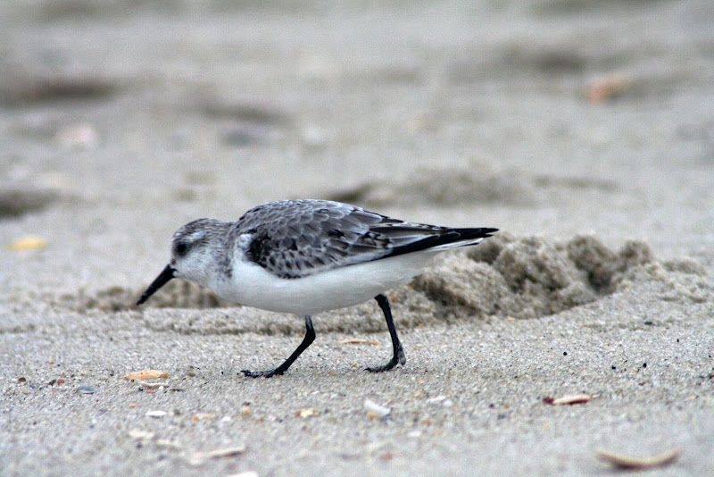 [ibspsanderling.jpg]