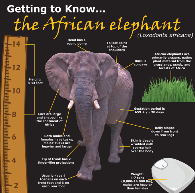 an examination and description of the african elephant The weird psychology of elephants this study is the first examination of genetic components affecting individual african elephant photo copyright. an examination and description of the african elephant The weird psychology of elephants this study is the first examination of genetic components affecting individual african elephant photo copyright.