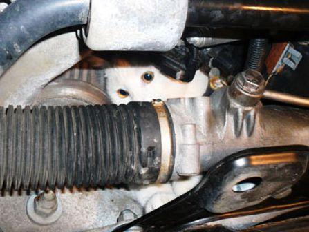 [stuck-under-bonnet.jpg]