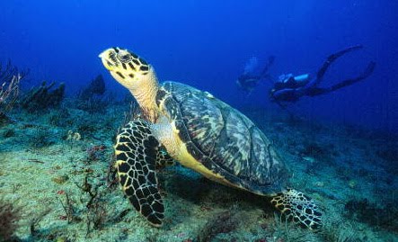 Alimentos para Tortugas