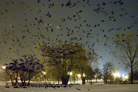 Crow Roost