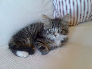 min lilla he-devil