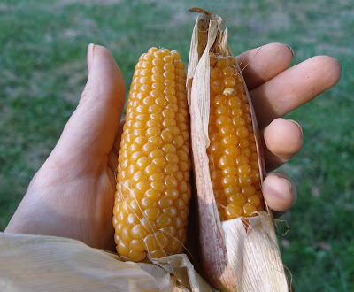 Popcorn Cob with two Jars Salt-free Popcorn Seasoning Sprinkles