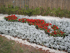 Jardim com cinerária e sálvia