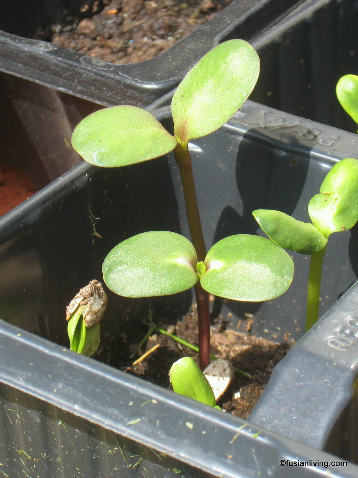Thumbelina and her Giant Sunflowers Grow Your Own Veg Blog. Gardening