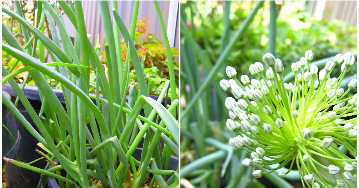 Easy way to grow Spring Onions Grow Your Own Veg Blog. Gardening and Food Blog.