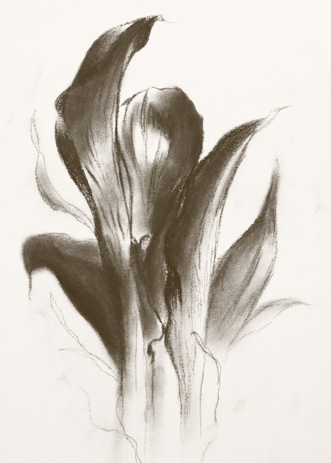 Calla Lily Drawing