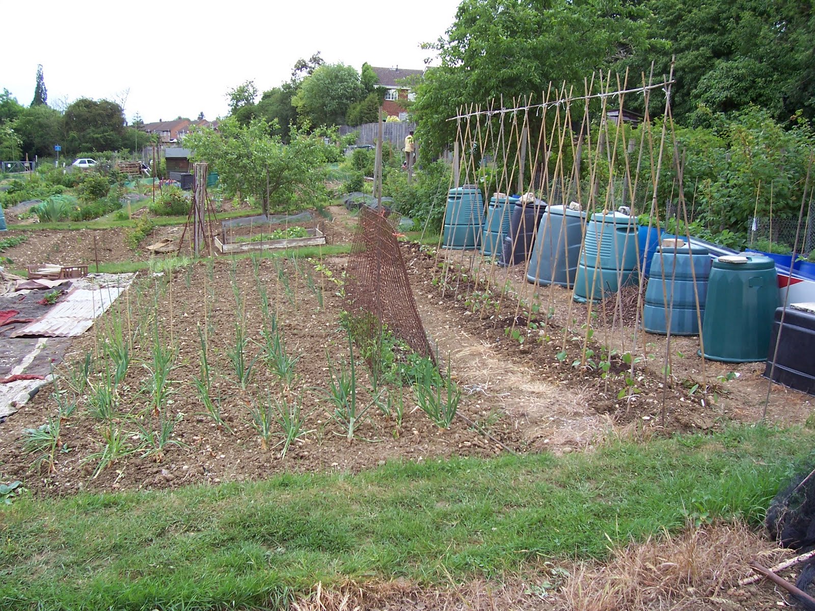 Potato Barrel Planter
