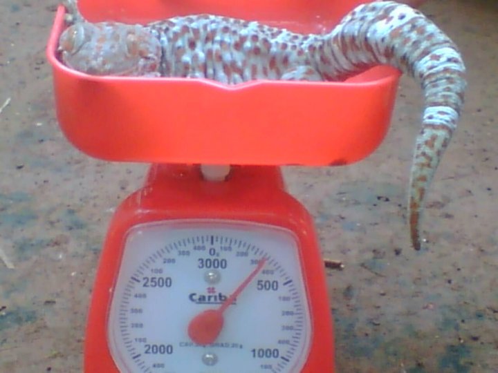 Cicak Tokek 64Kg
