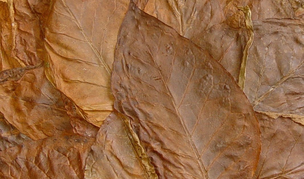 Health Tobacco Produce AntiCancer Protein