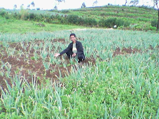 bawang prei