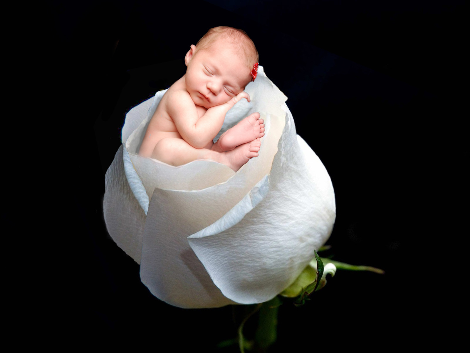 Kera Photography Gifts Flower Babies