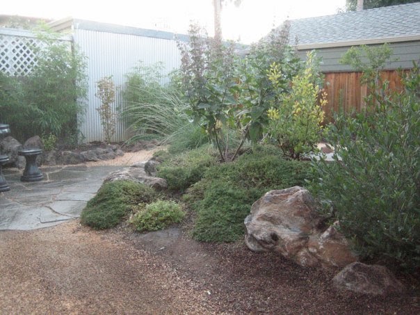 Plant Native Designs: Small Garden : San Jose, Ca.