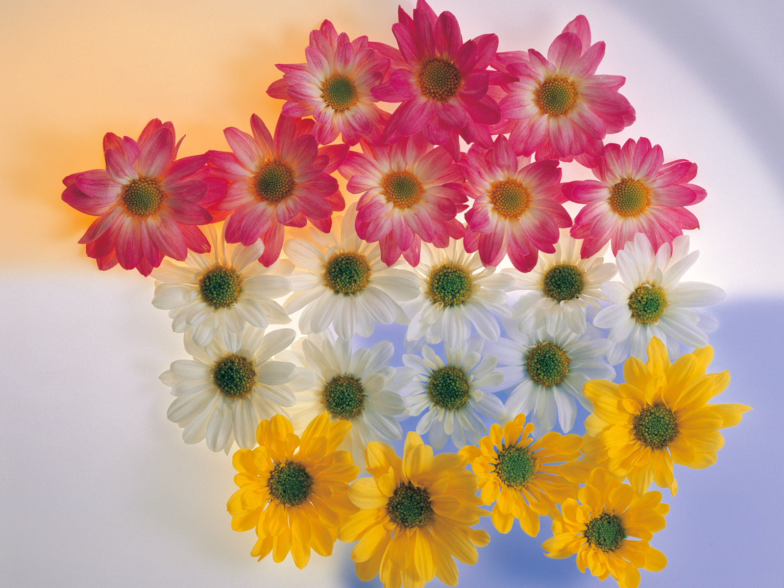 http://2.bp.blogspot.com/_Ym3du2sG3R4/S8SlEdrufgI/AAAAAAAACCQ/QmNzF-aa4Lo/s1600/beautiful-Flowers-colors-wallpaper.jpg
