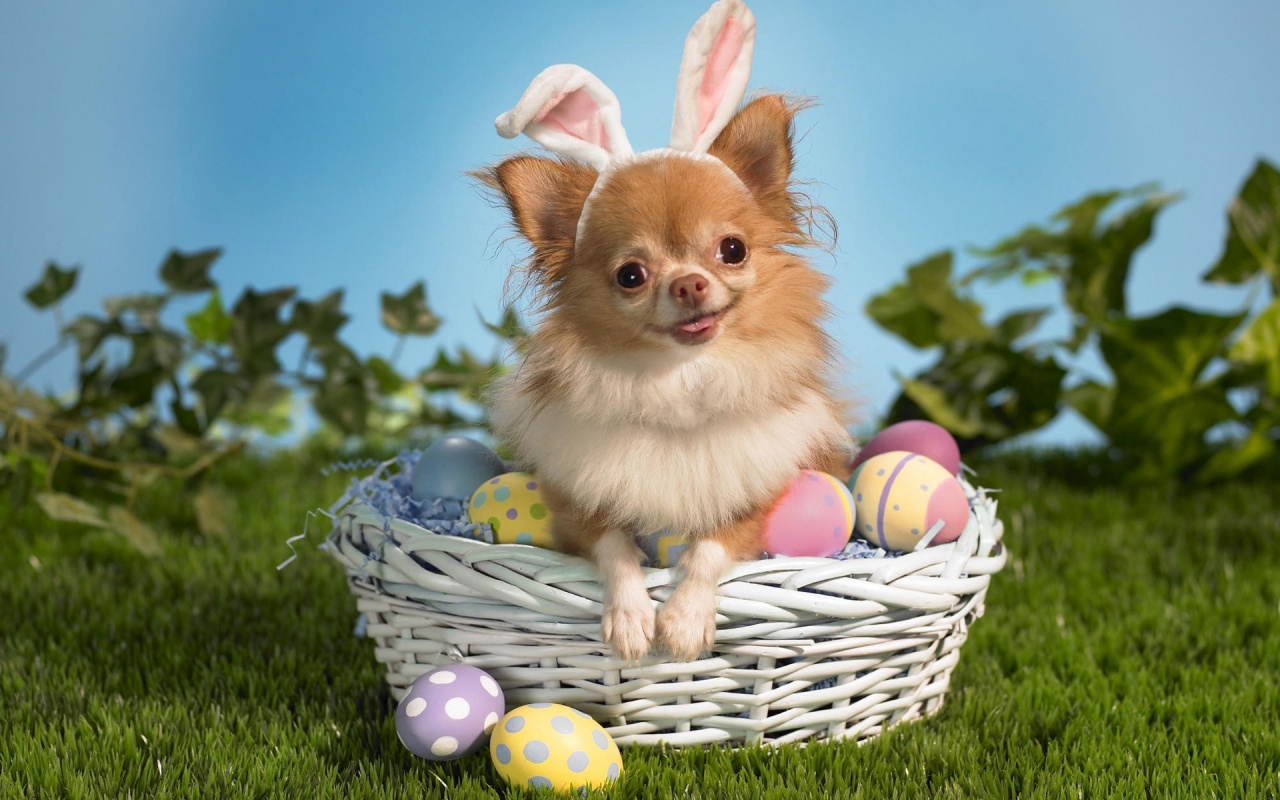 Cute Dog wallpaper Cute Dog wallpaper