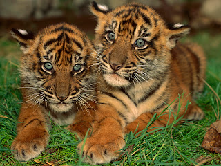 Two Cute Tiger wallpaper