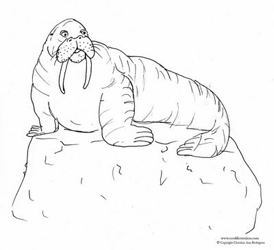 Walrus coloring 바다코끼리 색칠