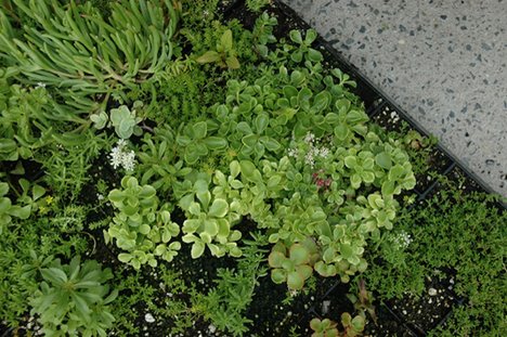 [oulumotherplant.jpg]