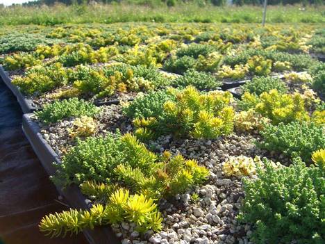 [greenroof.jpg]