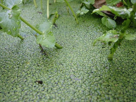 [20090409-duckweed.jpg]