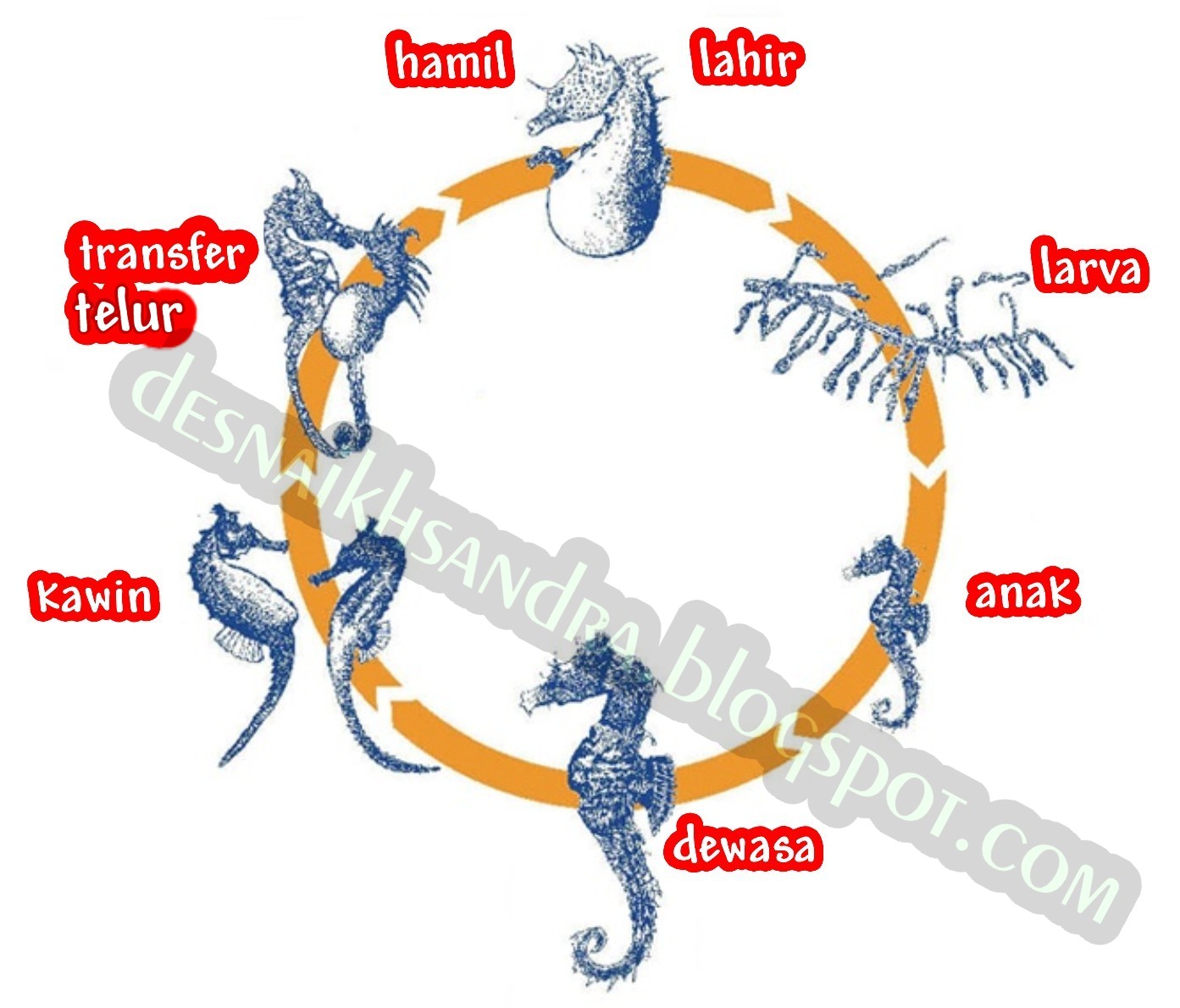gambar siklus hidup kuda laut
