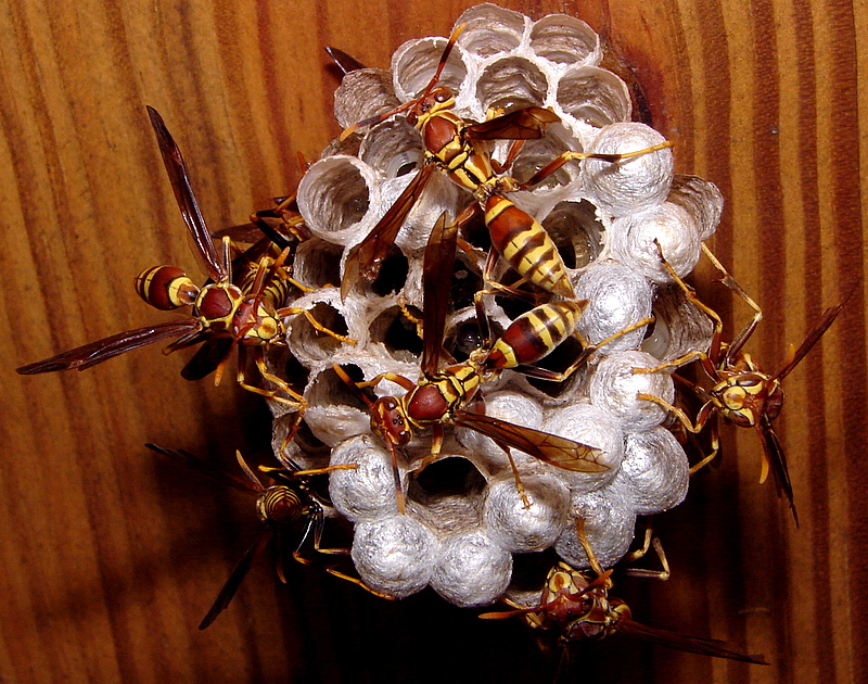 Lebah dan Tawon - Istana Madu Murni Blitar