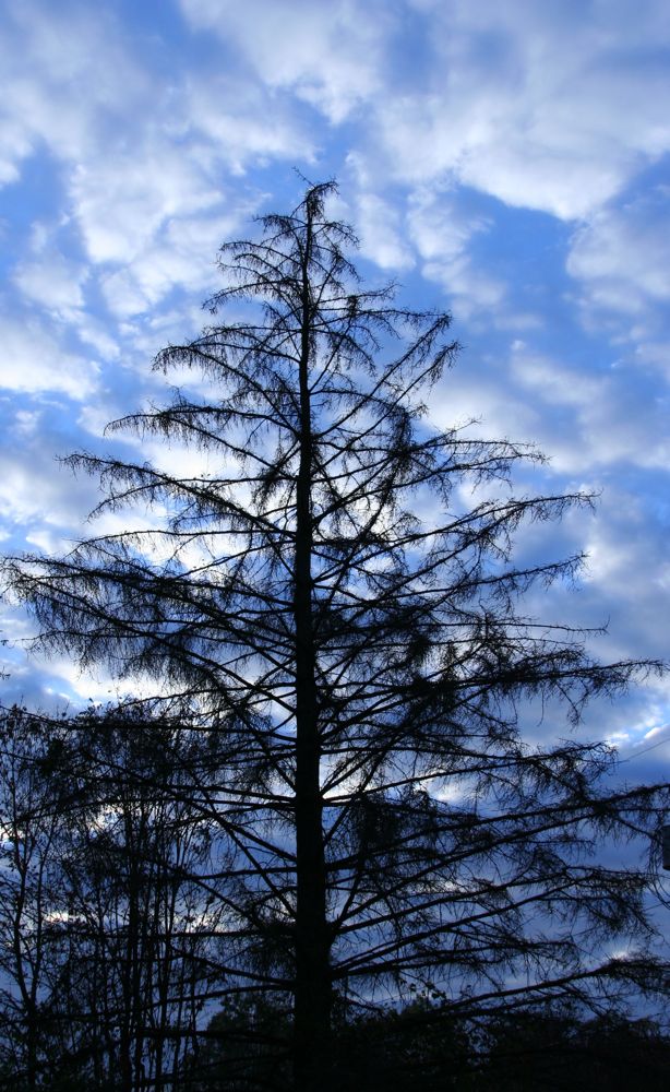[tree+silhouette.JPG.jpg]